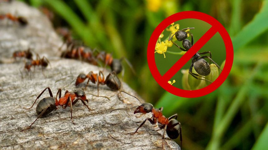 Как избавиться от муравьев на участке навсегда! | Дела огородные (centerforstrategy.ru)